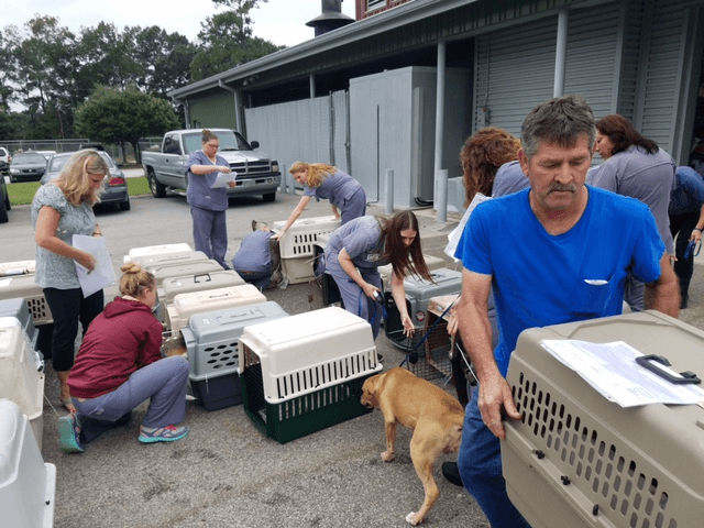 spca center doctors helping animals