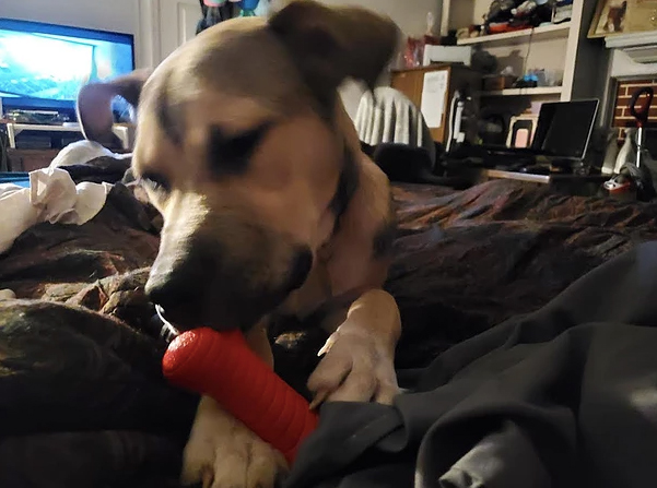 Bella dog chewing on a toy