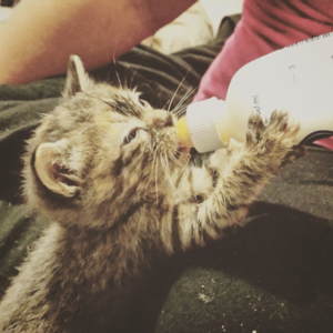 kitten drinking from bottle