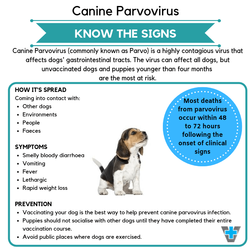 canine parvovirus flyer