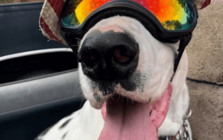 dog