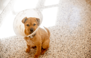 dog in cone