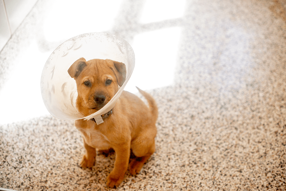 dog in cone