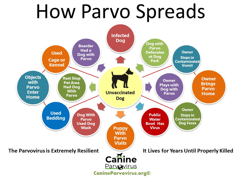 how parvo spreads information flyer