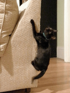 cat clawing couch