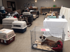 hurricane dogs housed in education center