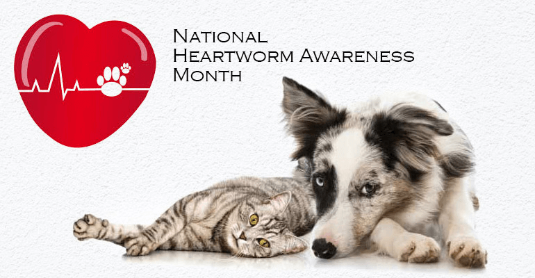 national heartworm awareness month. cat and dog laying next to each other.