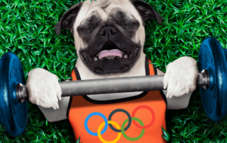 pug dog lifting weights