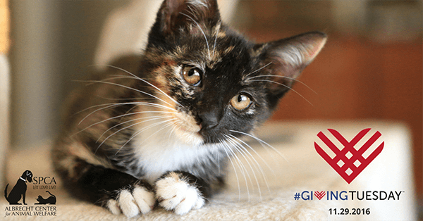 cat with giving tuesday logo