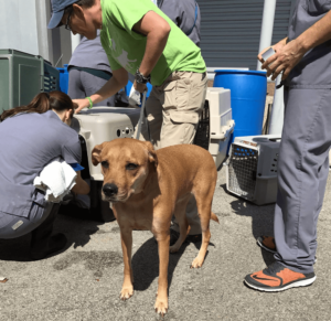 Dog Being Transported