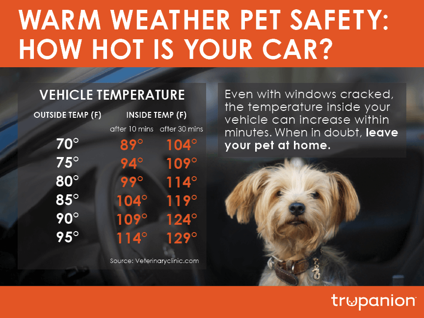 warm weather pet safety