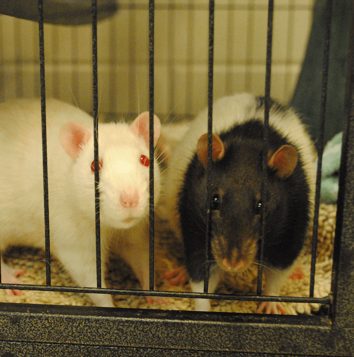 Rat