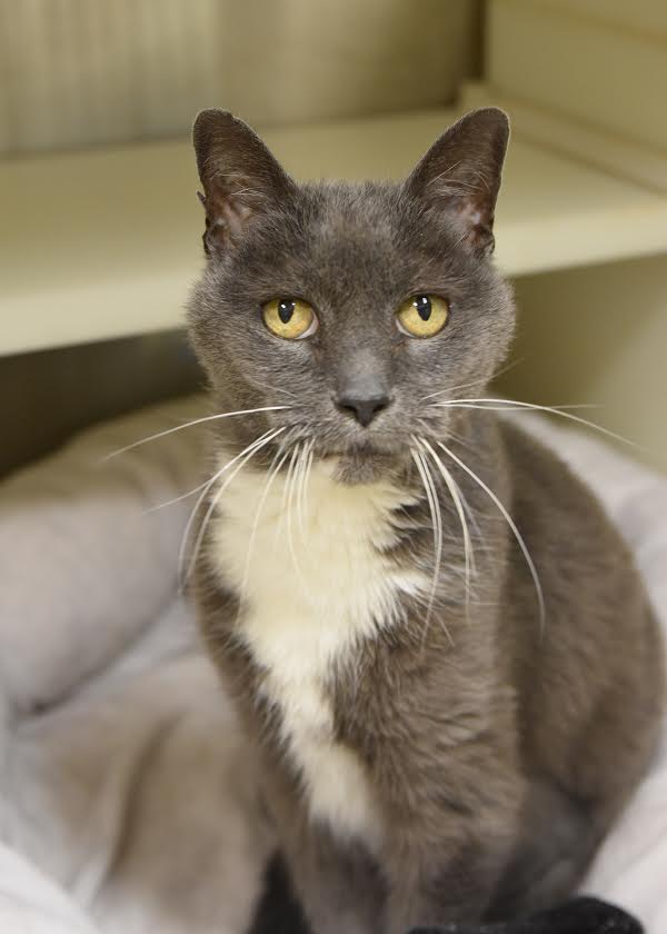 Yubaba Cat of the Month Names Sunny