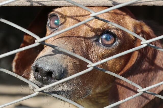 PHOTO CREDIT: Chuck Cook / AP Images for The HSUS