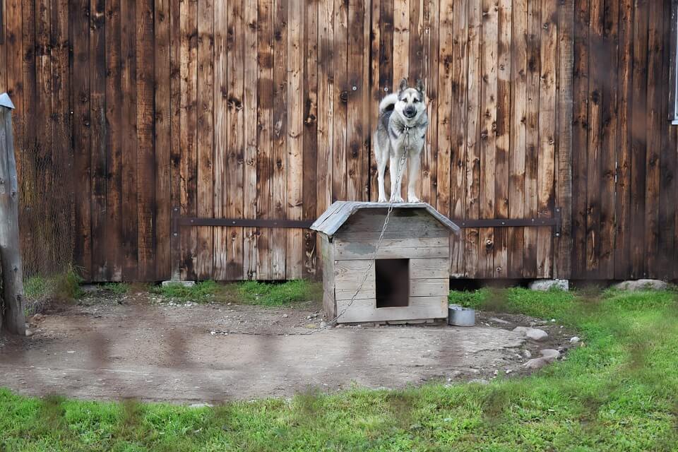 Dog tethered best sale