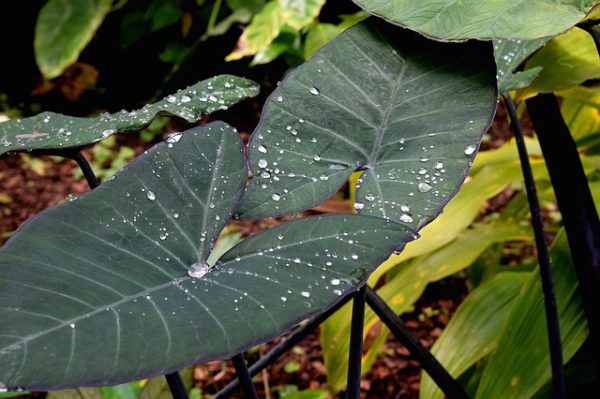 elephant ear plant