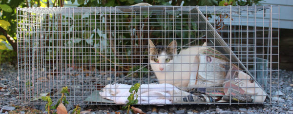 Cat In TNR Trap