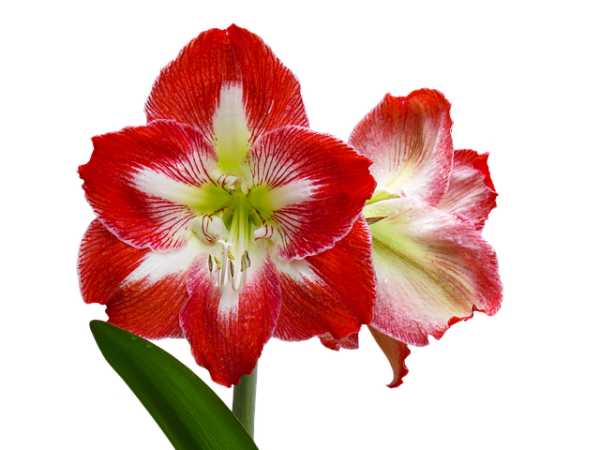 Amaryllis