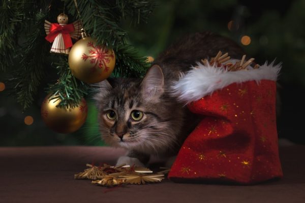 cat under christmas tree