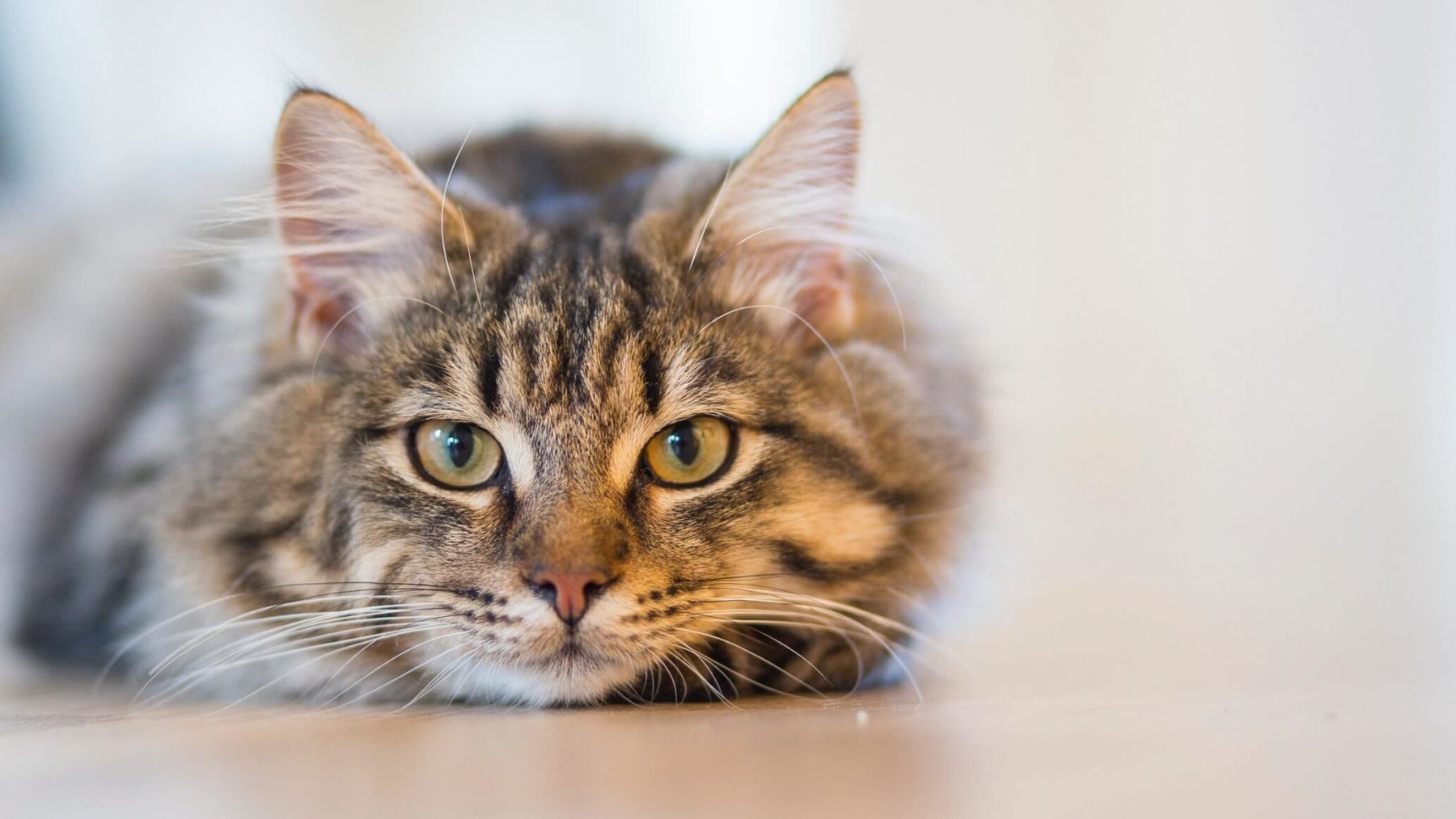 Photo of Cat Laying Down