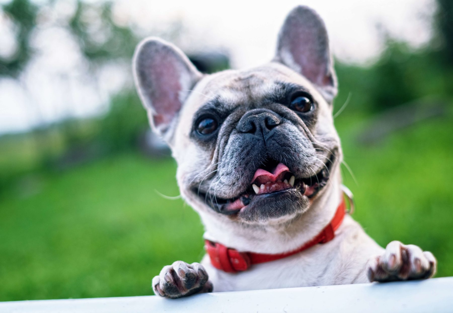 Do Pets Feel Gratitude? - SPCA Albrecht
