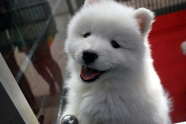 puppy in pet store