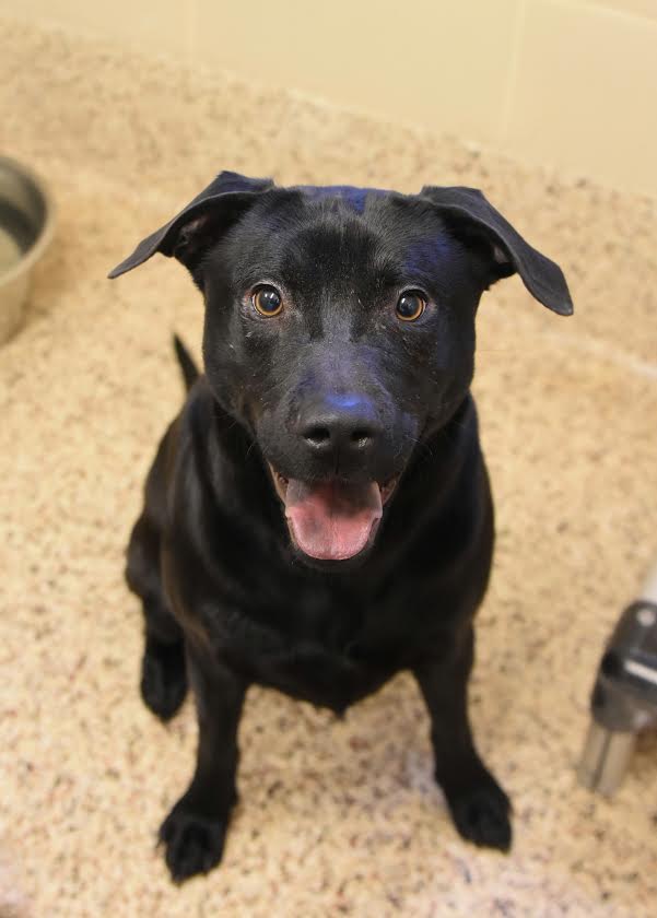 Garett Dog of the Month Named Lars