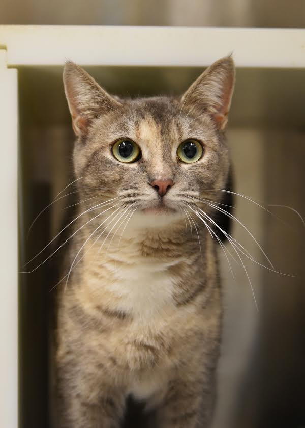 Lyra Cat of the Month Names Sunny