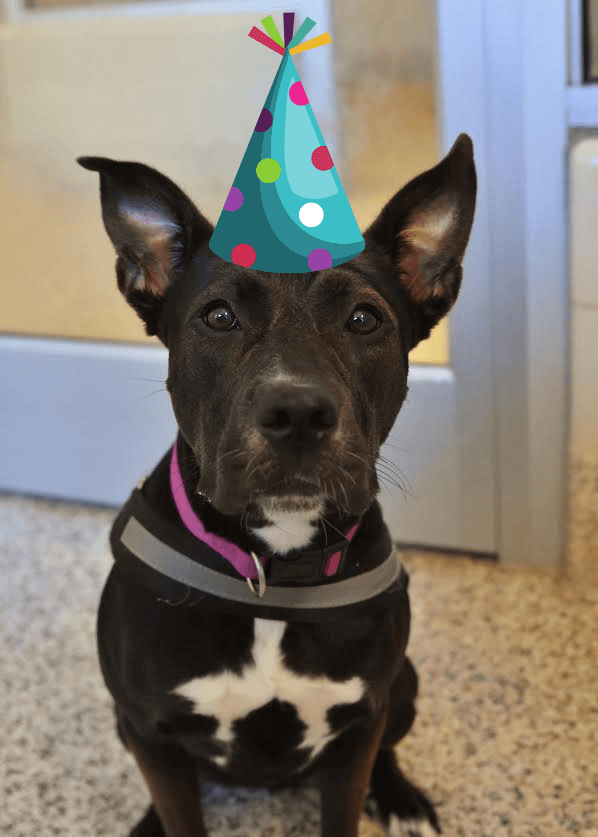 do dogs know when its their birthday