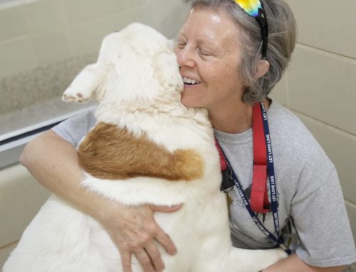 SPCA Volunteers Turn Compassion Into Action