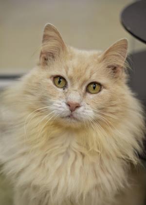 Cat of the Month Names Sunny