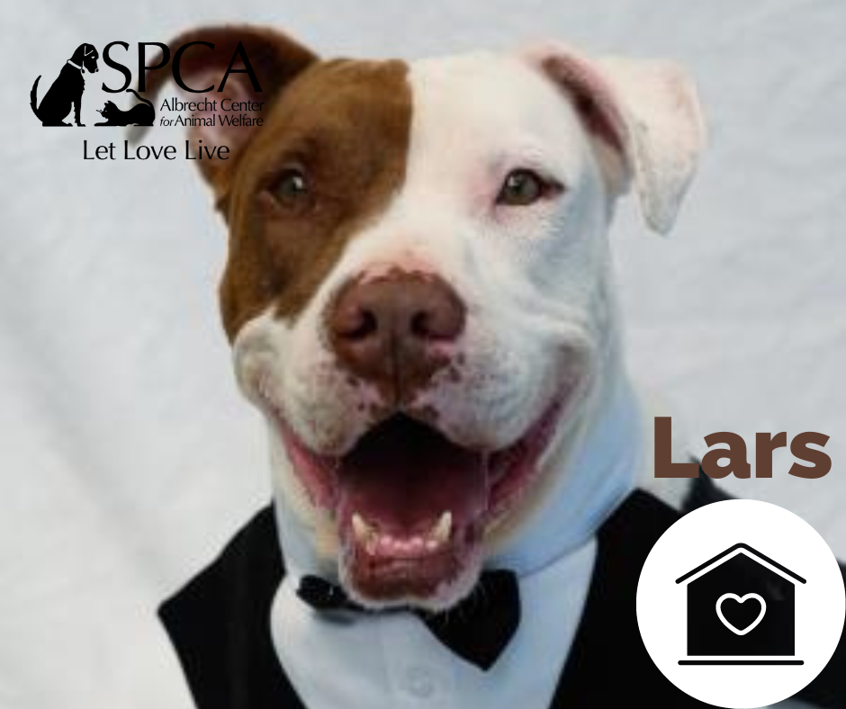 Dog of the Month Named Lars
