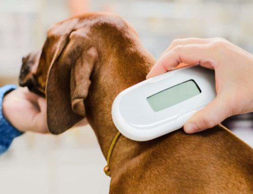 Pet microchip myths and facts