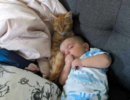 Introducing Your Cat to Your New Baby