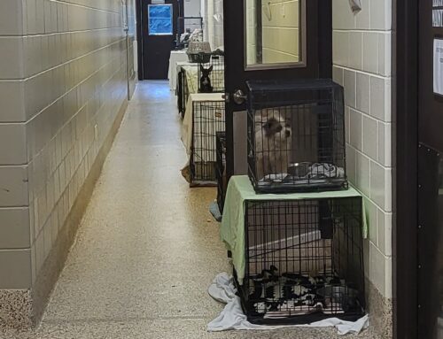 Animal Shelters are in Crisis and in Need of Rescue