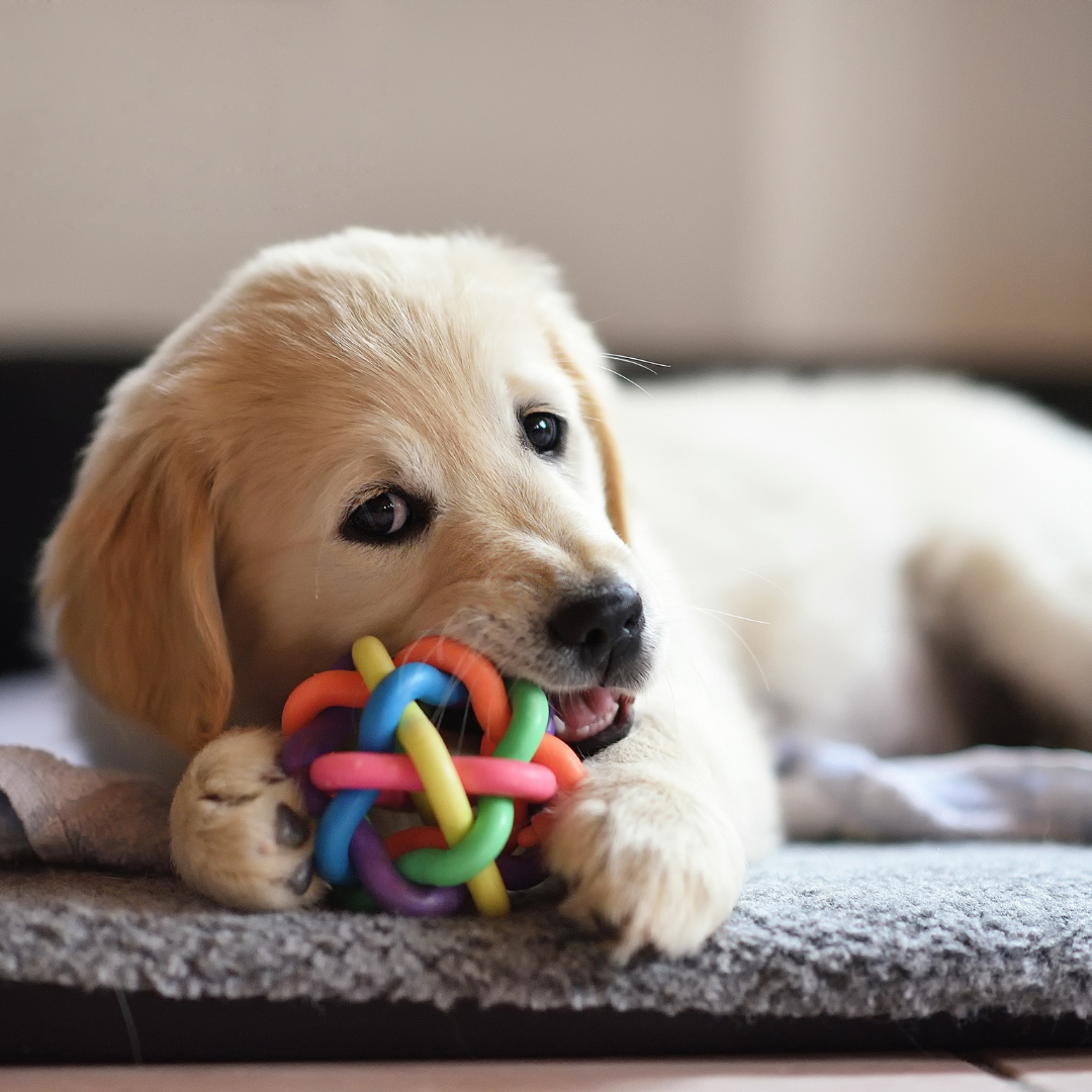 Puppy chewing toy
