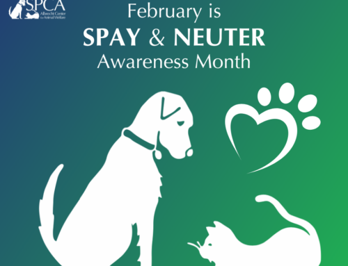 February is a Month of Love and Responsibility for Pet Lovers