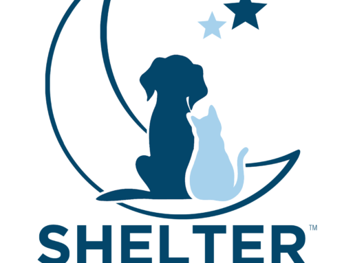 SPCA Invites Community to Sleepover for a Cause