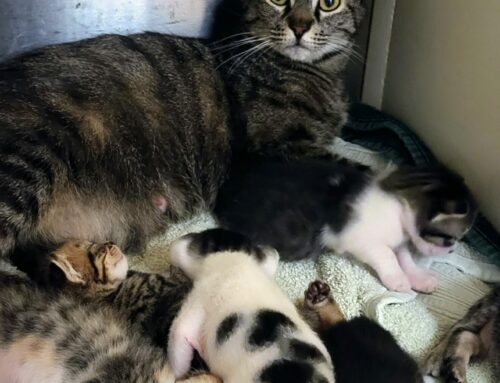 Kitten Count up to 98 at the SPCA Albrecht Center