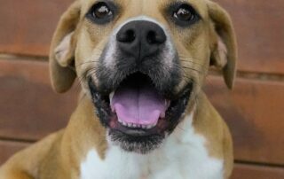 Daphne - Available for Adoption
