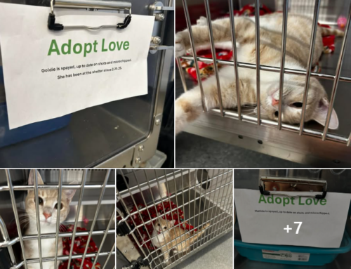 Sharing is Caring When it Comes to Pet Adoption