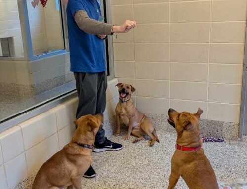 How Modern Animal Sheltering is Saving Lives, One Pet at a Time