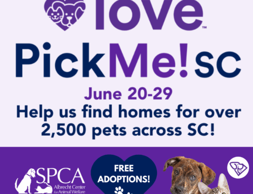SPCA Albrecht Center Joins Statewide ‘Pick Me! SC’ Adoption Event Once Again