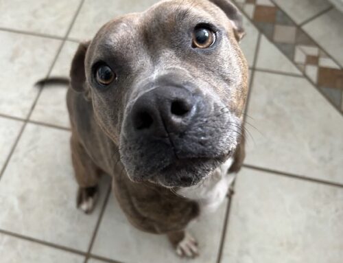 Tallulah’s Time: How Foster Care Gave One Long-Stay Shelter Dog a Fresh Start