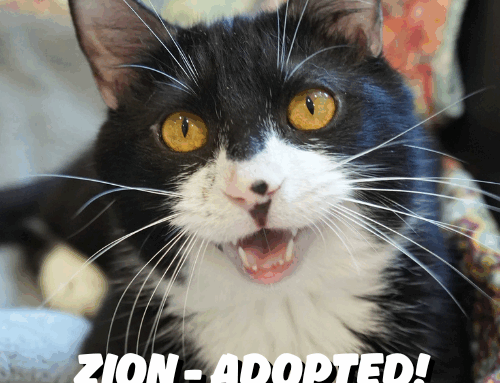Celebrating Second Chances: SPCA Albrecht Center Wraps Up a Heartwarming Pick Me! SC Week