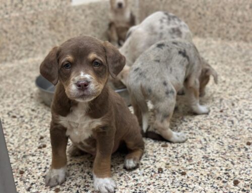 Puppies Needing Foster Homes Bring a Flood of Support