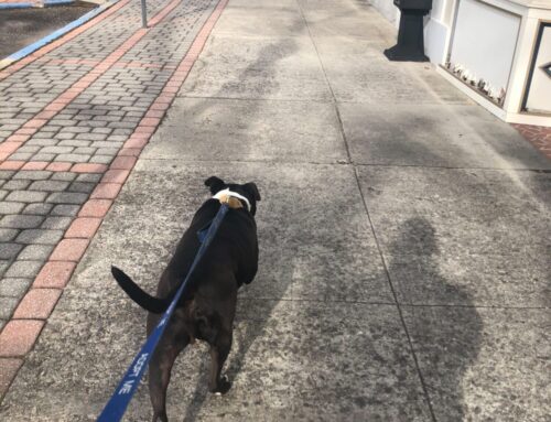 Walk for Peace, Health, & Happy Dogs