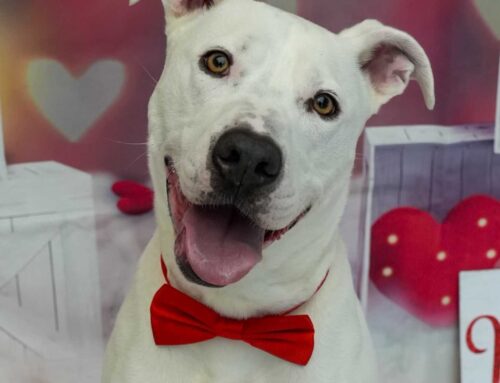 Take a Shelter Dog On a Date This Valentine’s Day Weekend