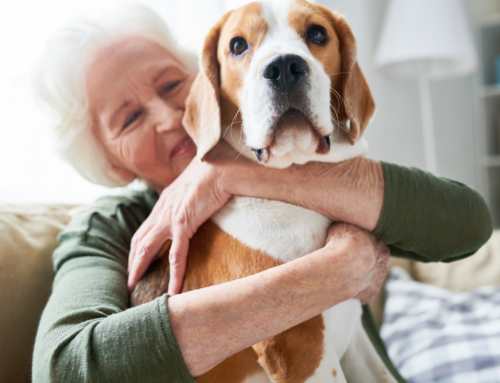 Bridging the Gap Between Love and Veterinary Care