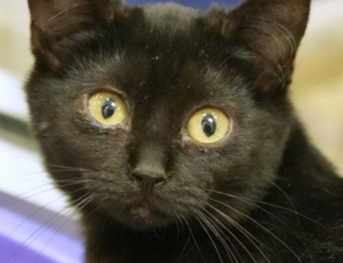 Celebrate Black Cat Appreciation Day with Free Cat Adoptions All Week